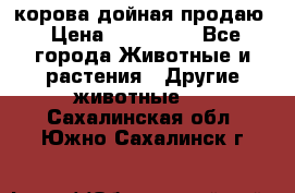 корова дойная продаю › Цена ­ 100 000 - Все города Животные и растения » Другие животные   . Сахалинская обл.,Южно-Сахалинск г.